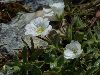 <em>Cerastium latifolium</em>